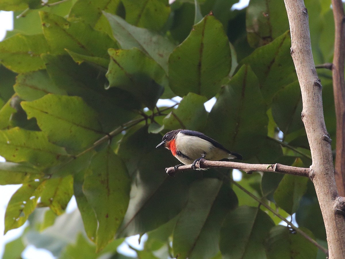 Red-chested Flowerpecker - ML619715857
