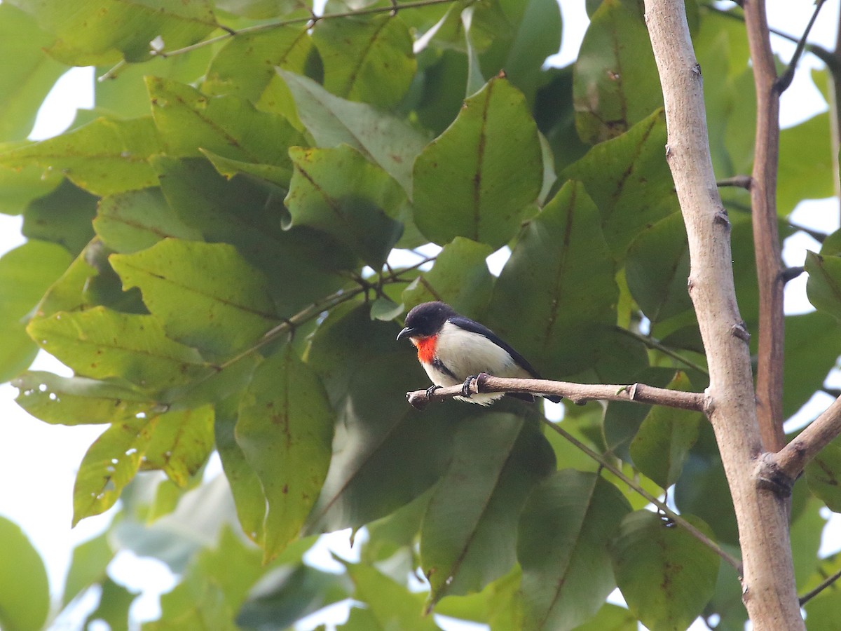 Red-chested Flowerpecker - ML619715858