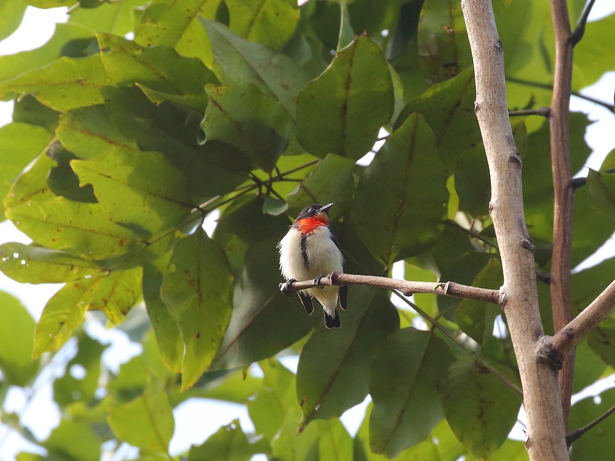 Red-chested Flowerpecker - ML619715866