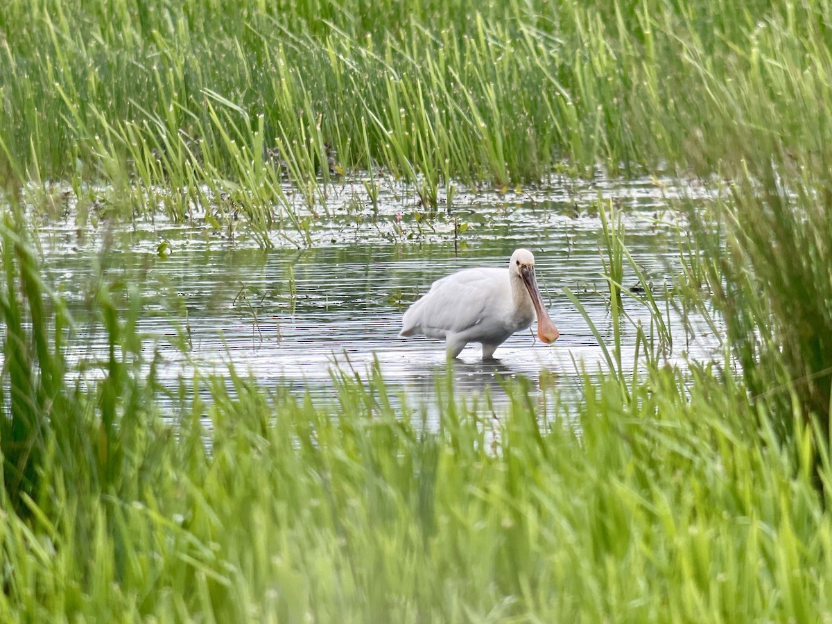 Eurasian Spoonbill - ML619715874