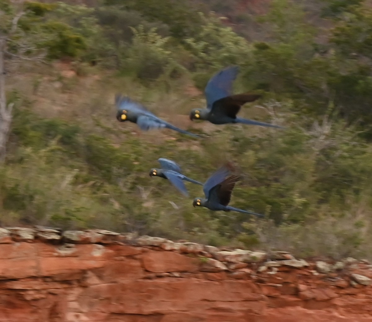 Indigo Macaw - ML619715878