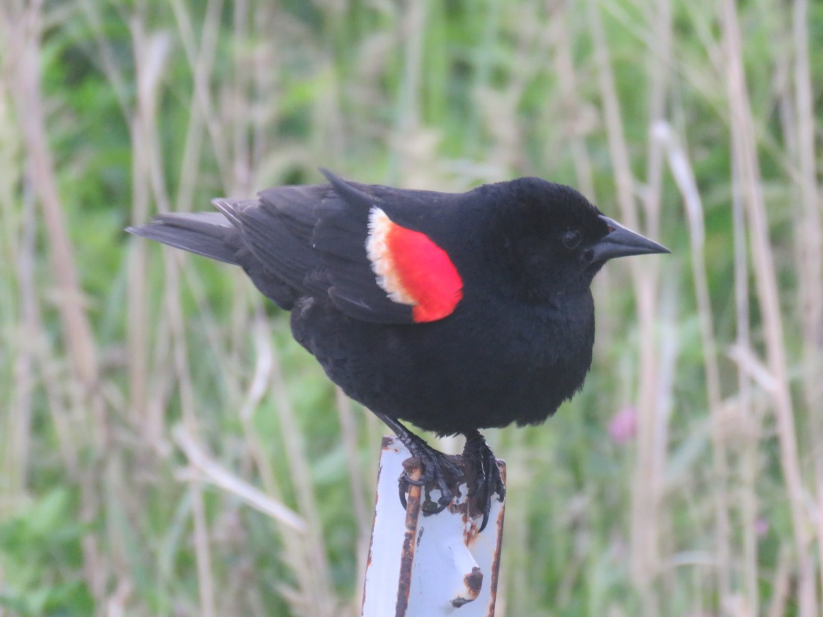 Red-winged Blackbird - ML619715881