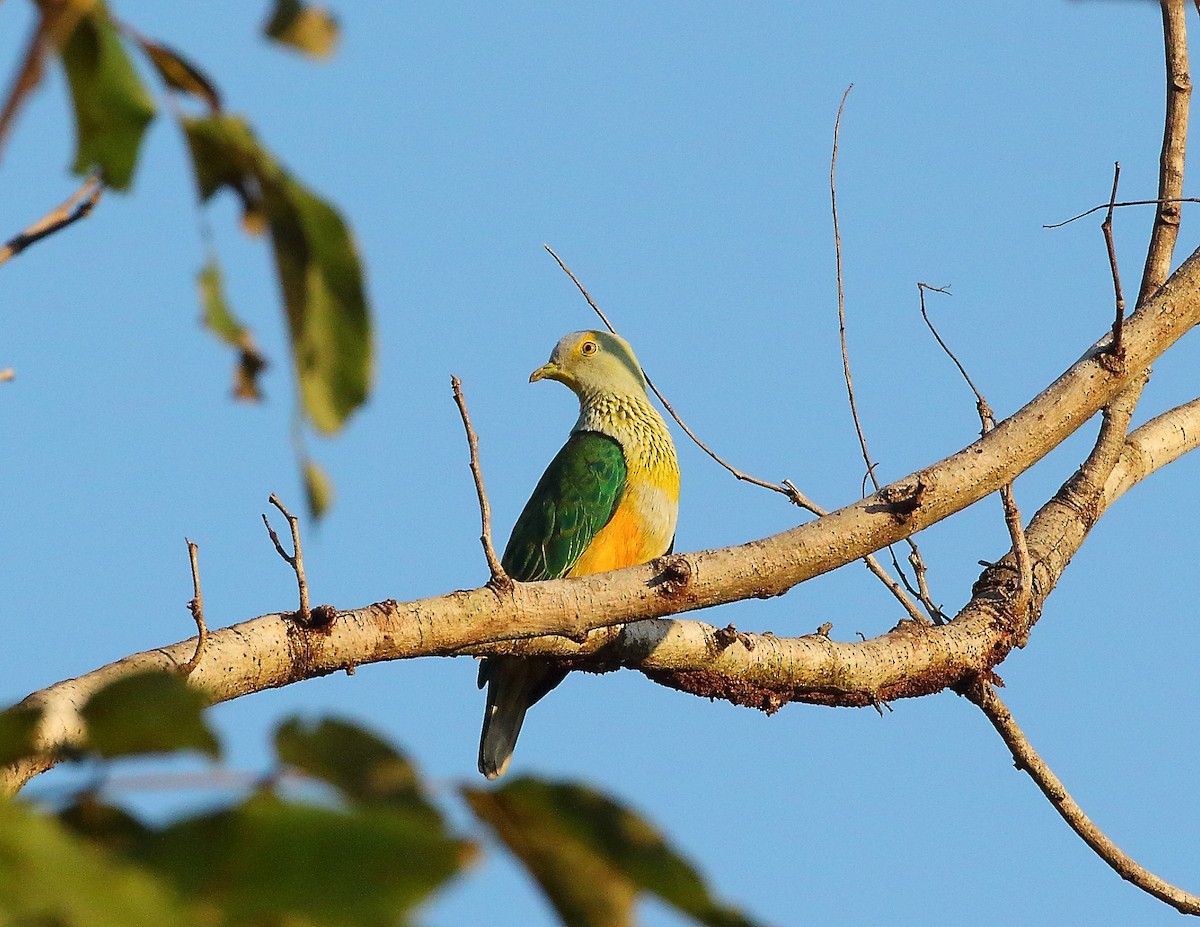 Rose-crowned Fruit-Dove - ML619715882