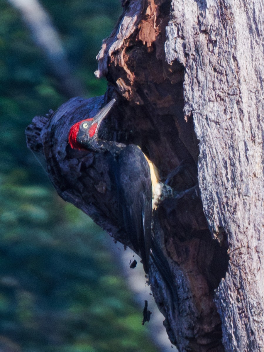 White-bellied Woodpecker - ML619715931