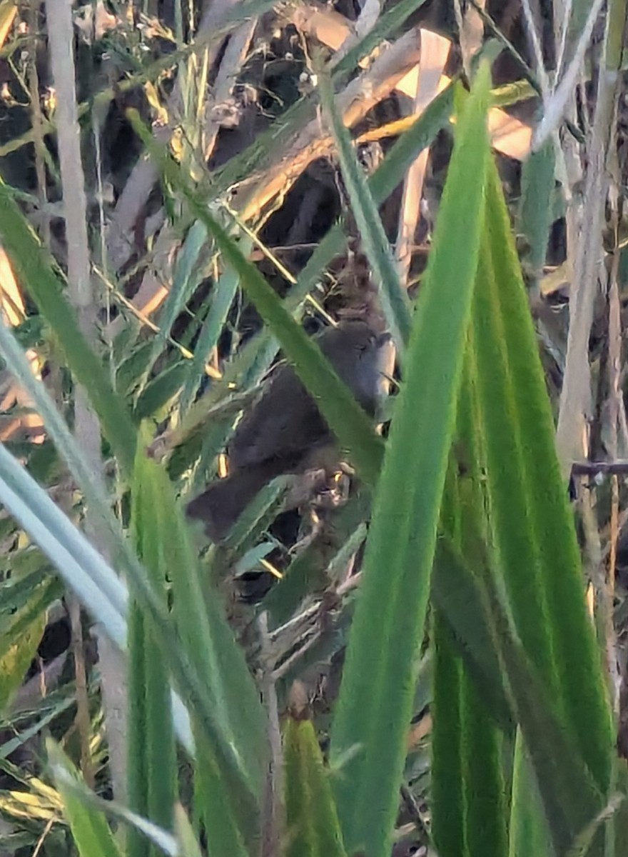 Brown Thornbill - ML619715934