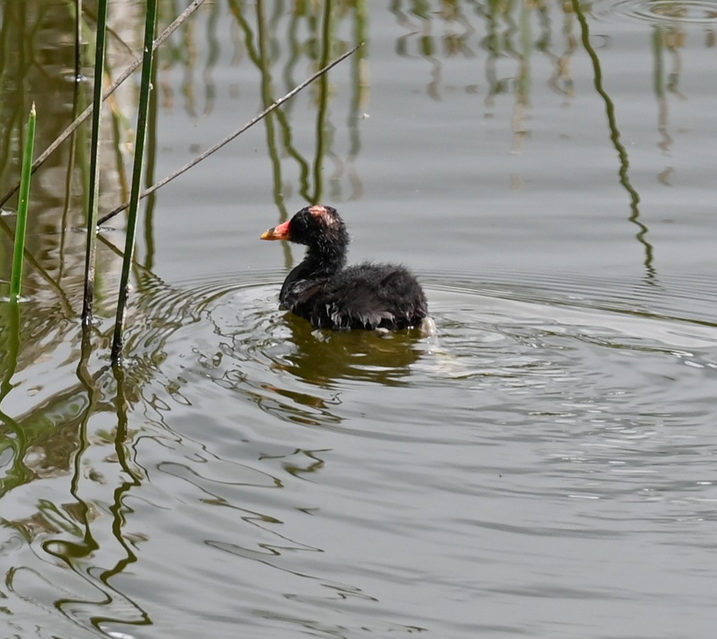 Gallinule d'Amérique (groupe galeata) - ML619715940