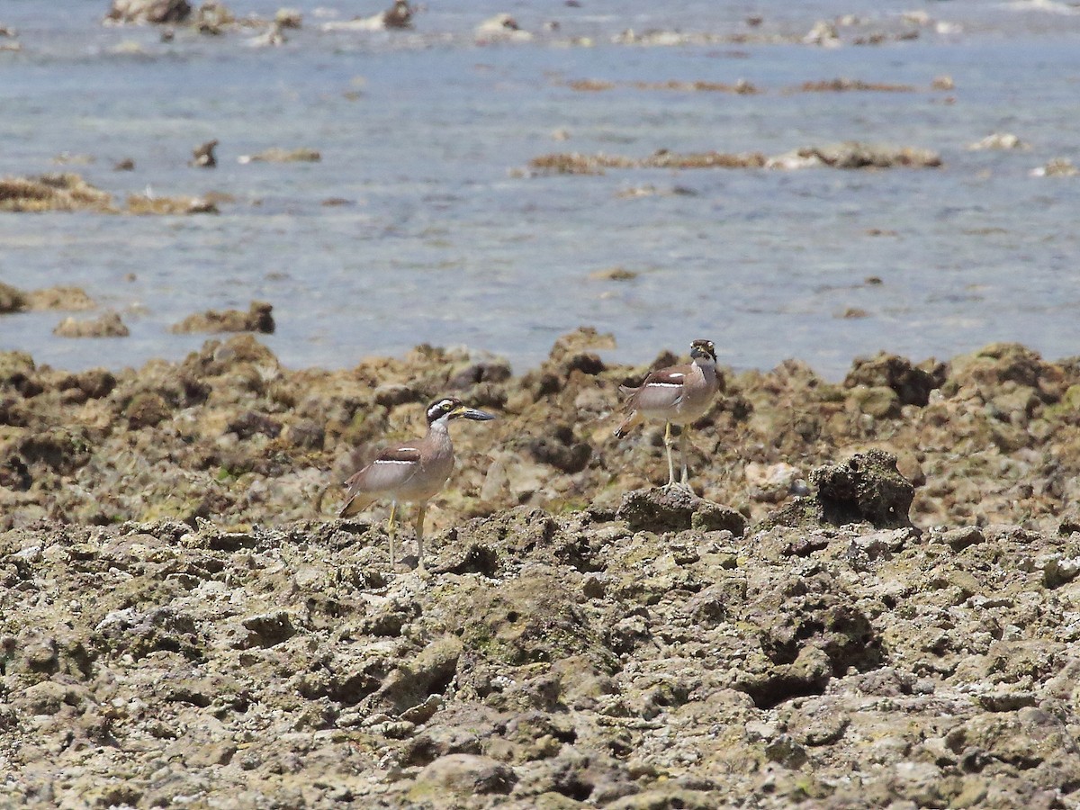 Beach Thick-knee - ML619715958