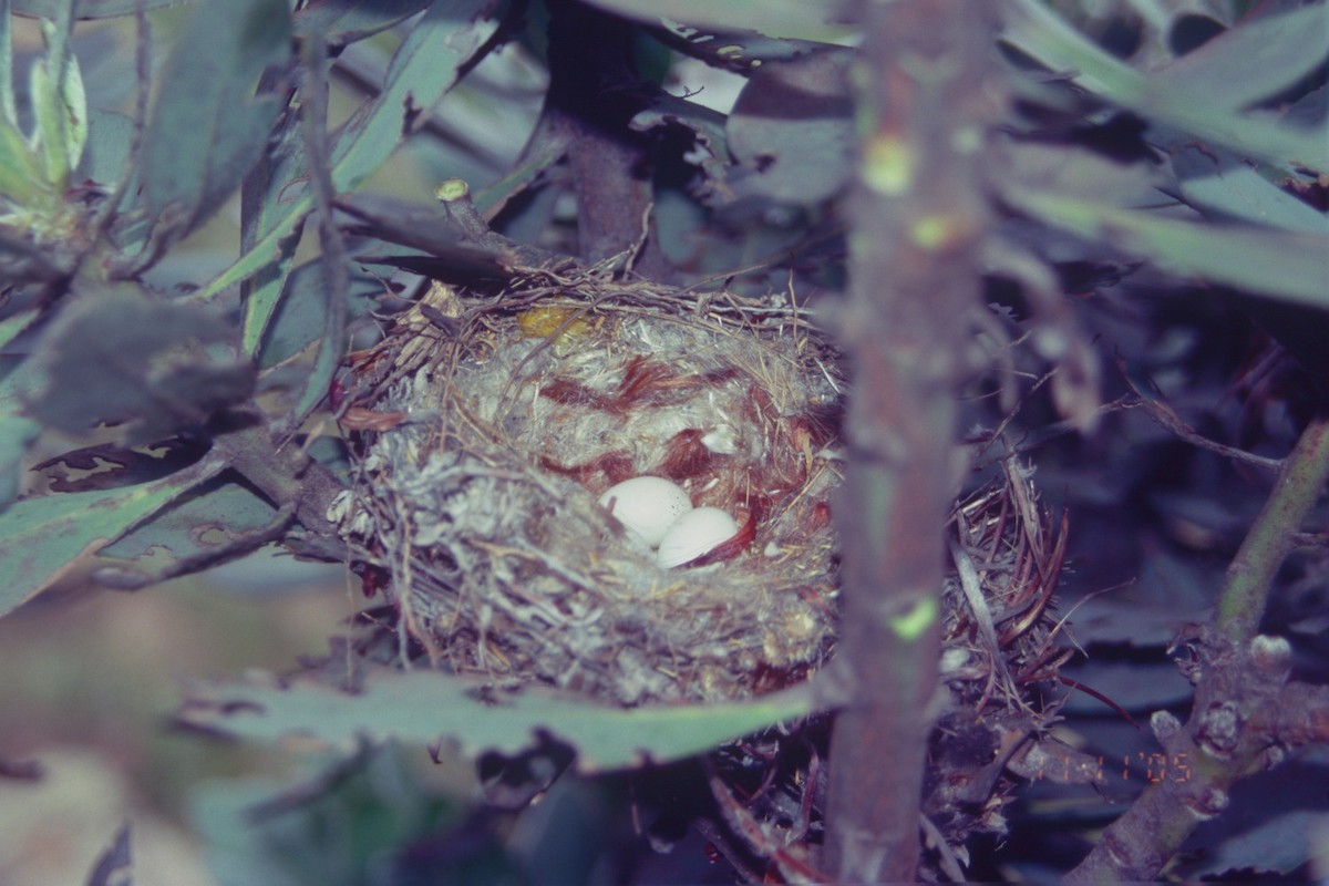 Serin du Cap - ML619715978