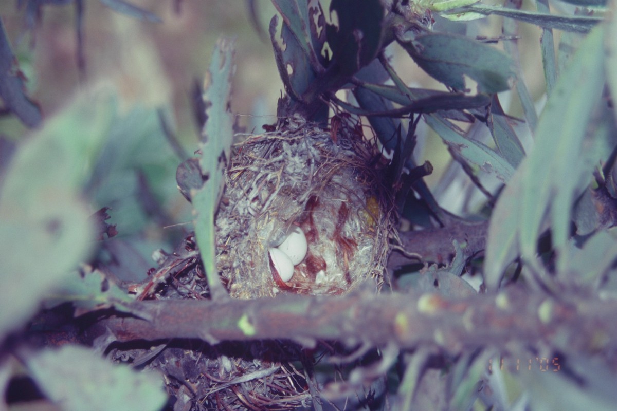 Serin du Cap - ML619715980