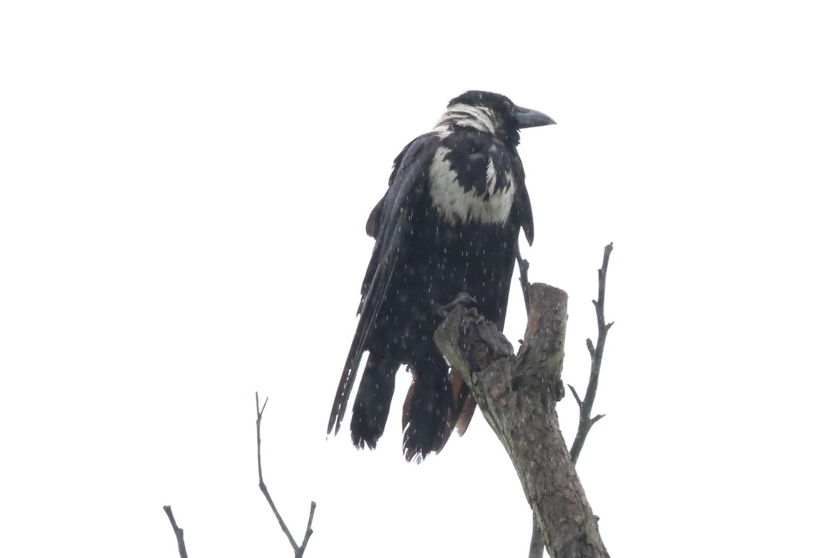 Collared Crow - ML619715996