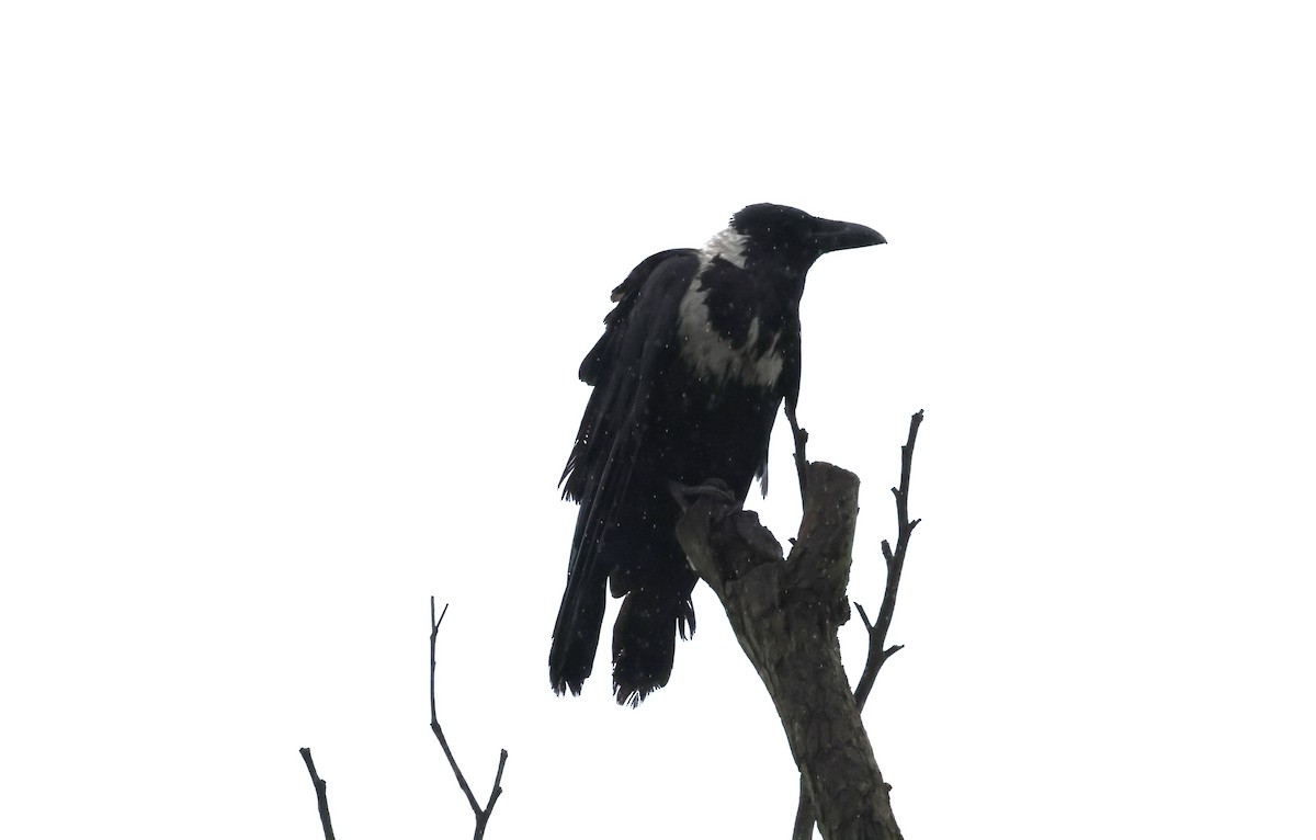 Collared Crow - ML619715997
