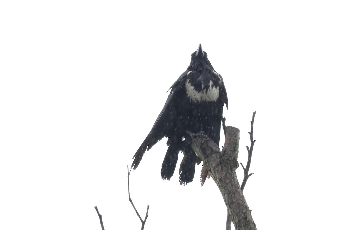 Collared Crow - ML619715998