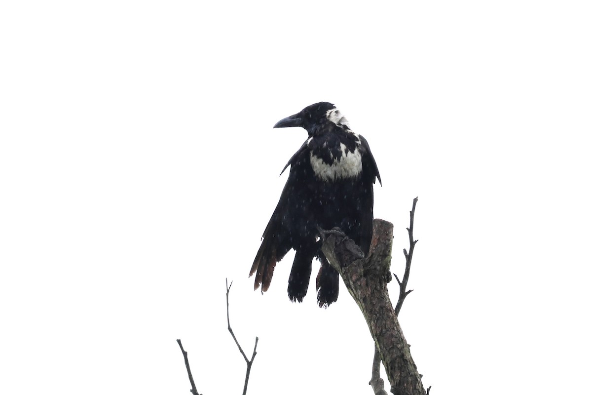 Collared Crow - ML619715999