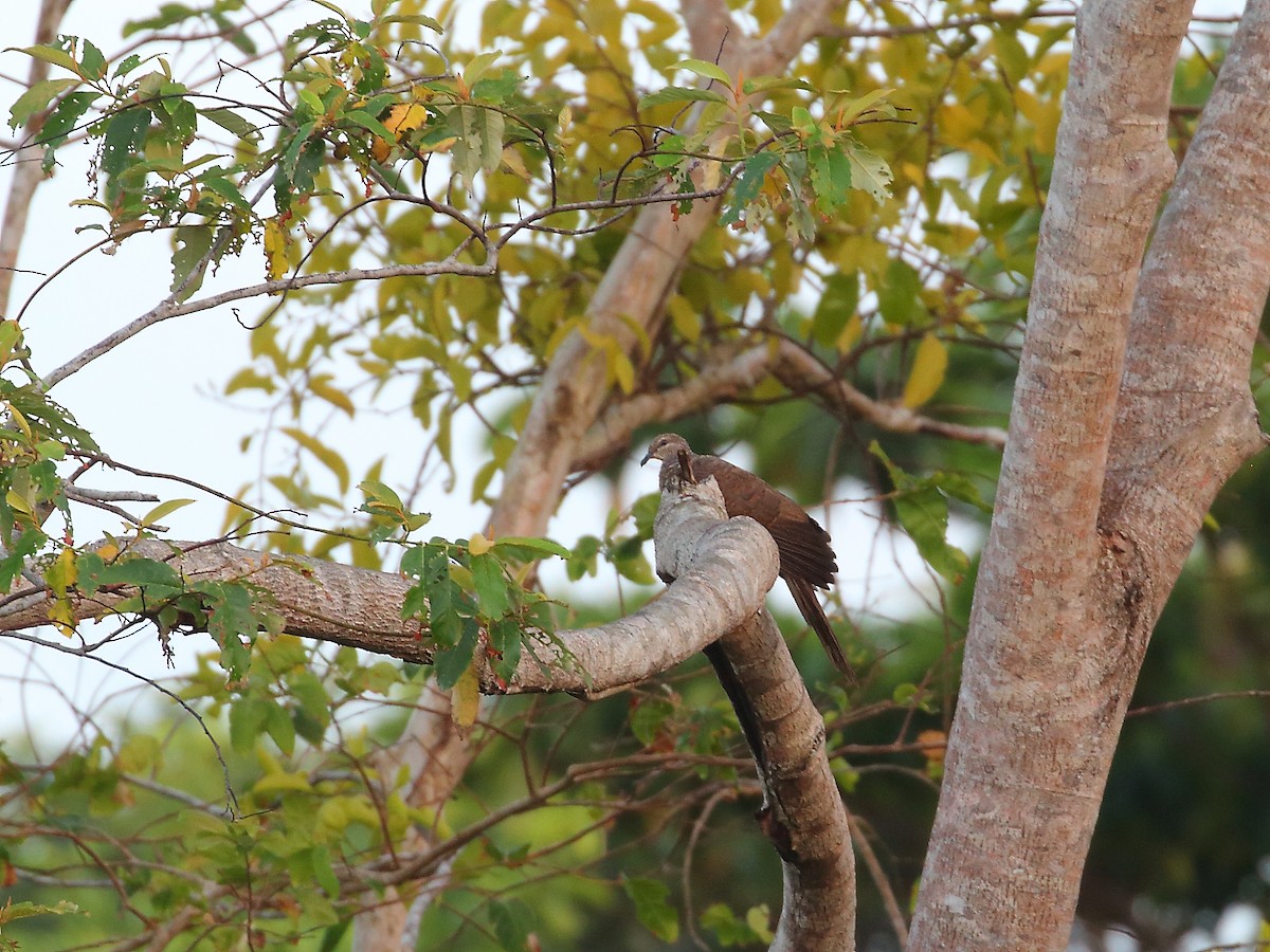 Tanimbar Cuckoo-Dove - ML619716000