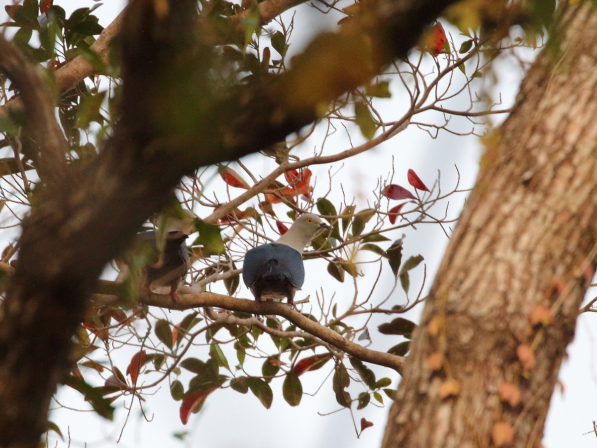 holub modroocasý - ML619716001