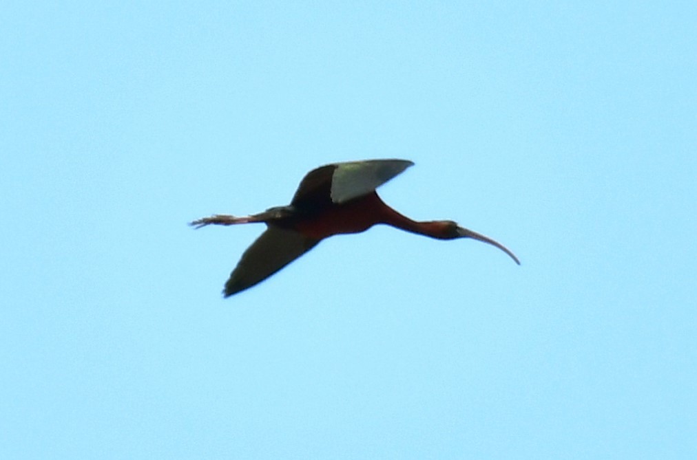 ibis hnědý - ML619716007