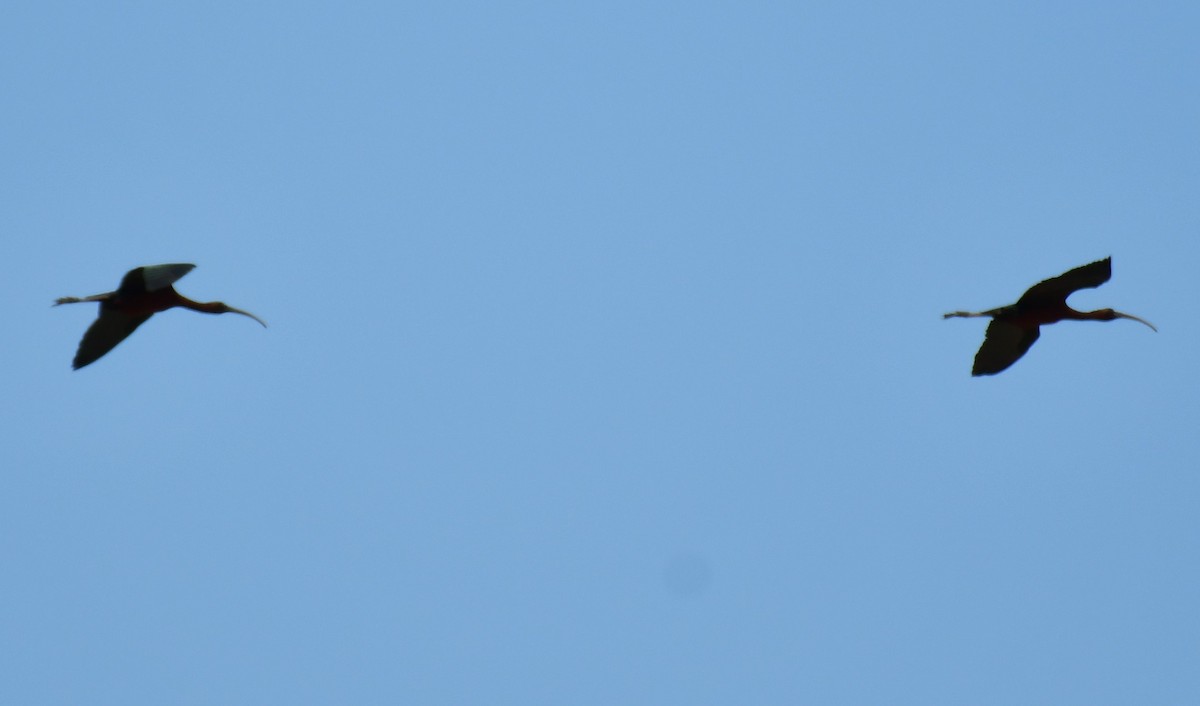 ibis hnědý - ML619716008