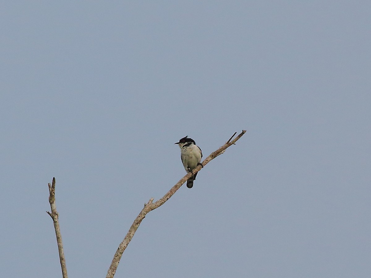 pygmégjøk (crassirostris) (hvitvingegjøk) - ML619716012