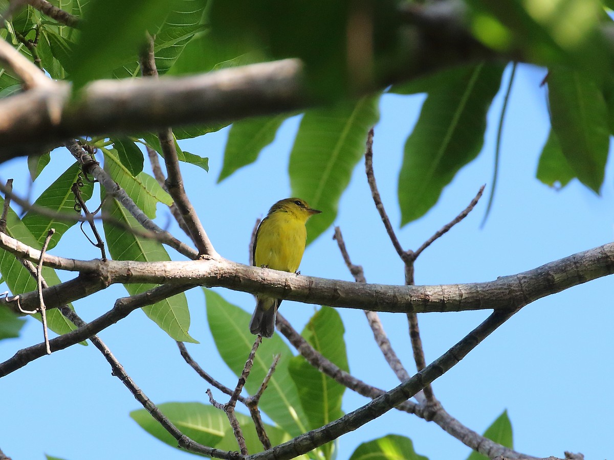 Golden-bellied Flyrobin - ML619716024