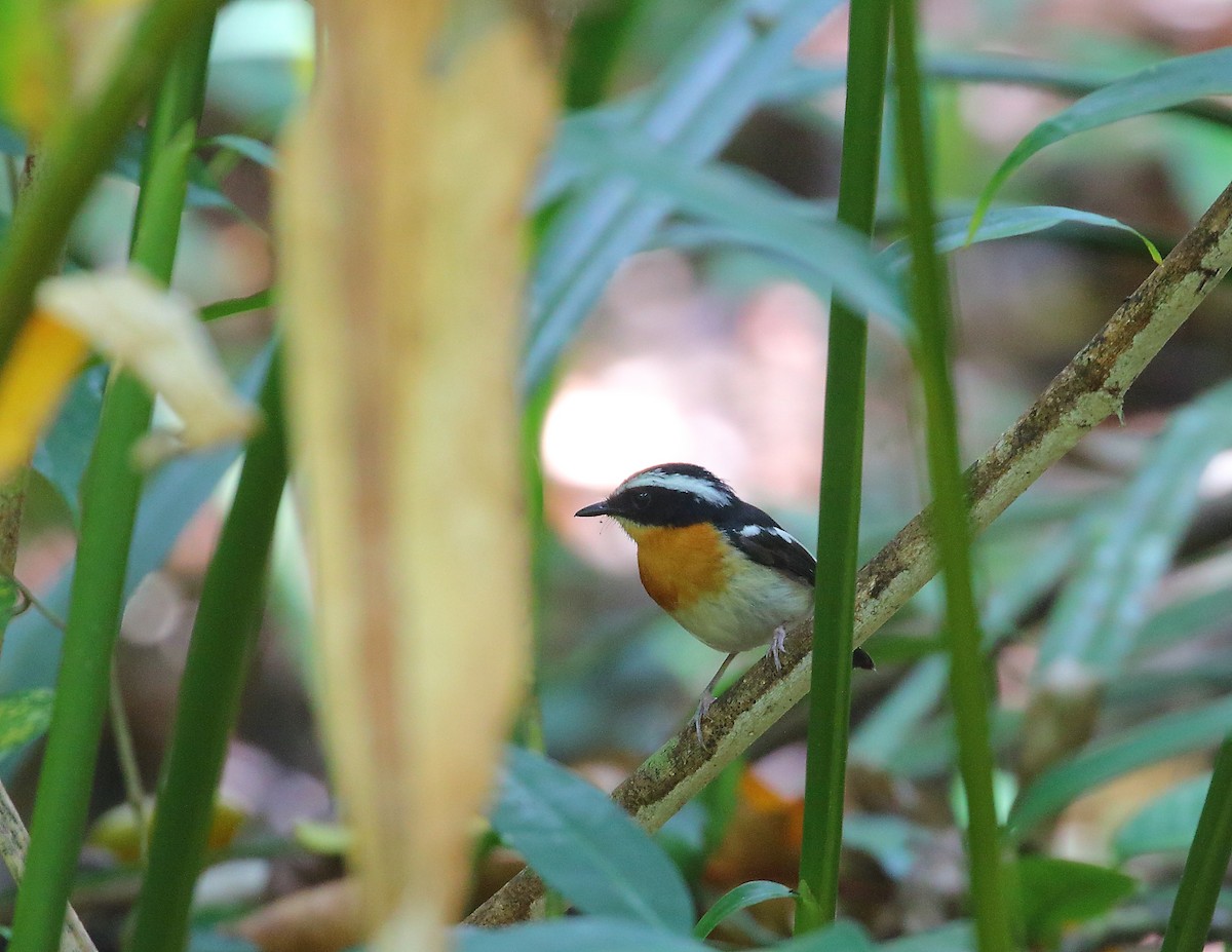 Tanimbar Flycatcher - ML619716028