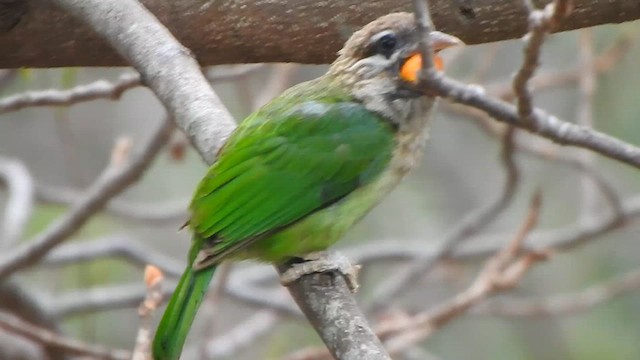 White-cheeked Barbet - ML619716039