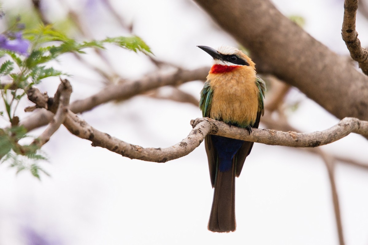 White-fronted Bee-eater - ML619716079