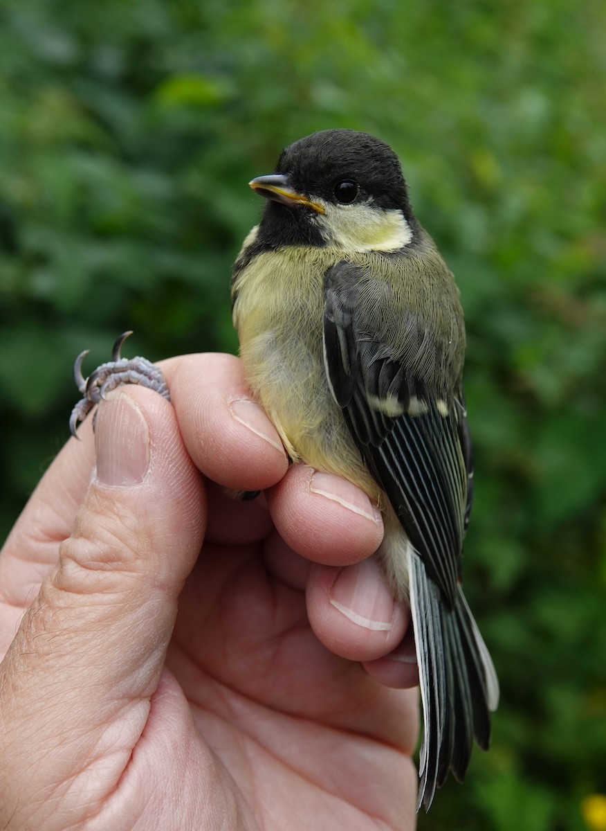 Great Tit - ML619716080