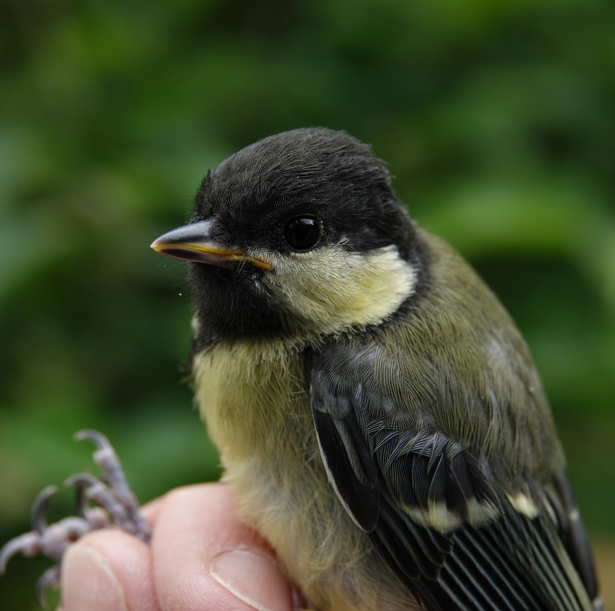 Great Tit - ML619716084