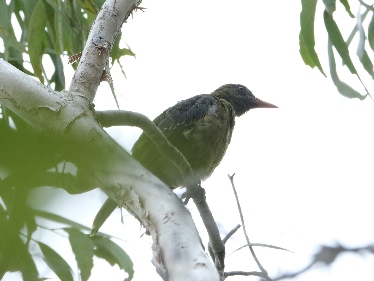 Green Oriole - ML619716087