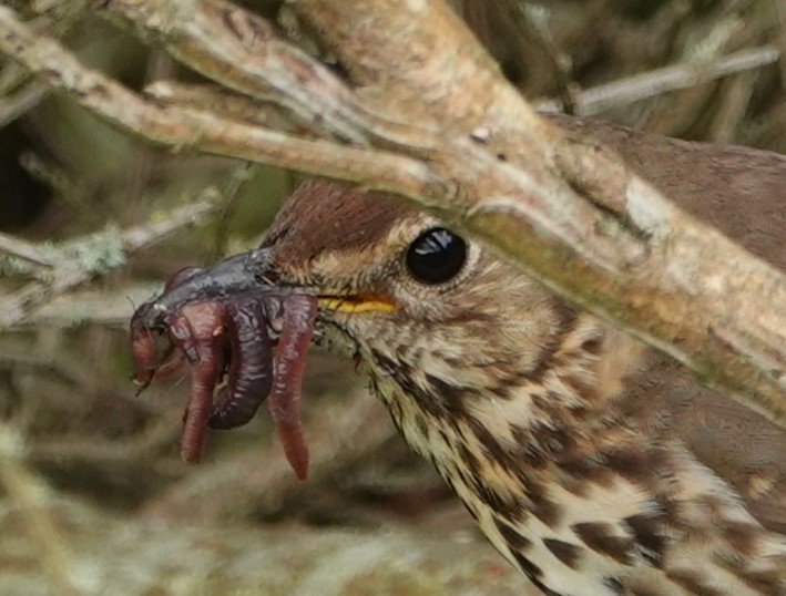 Song Thrush - ML619716096