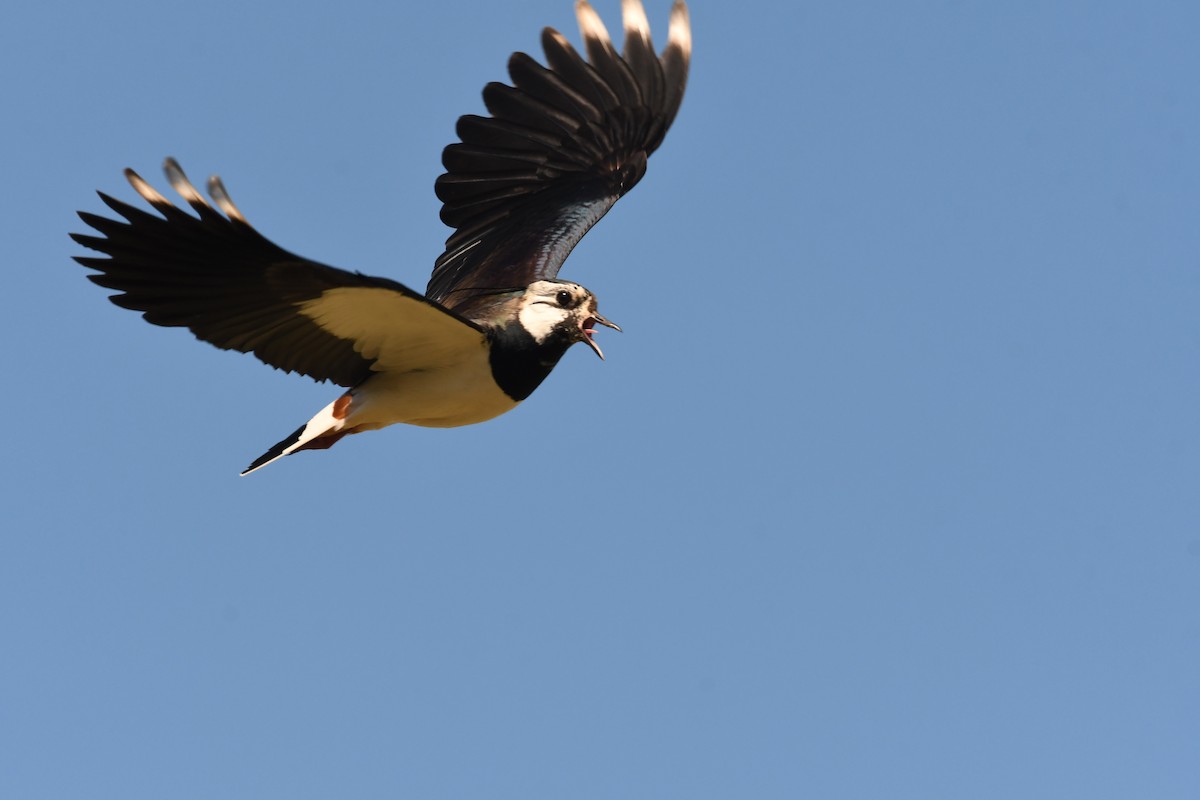 Northern Lapwing - ML619716097