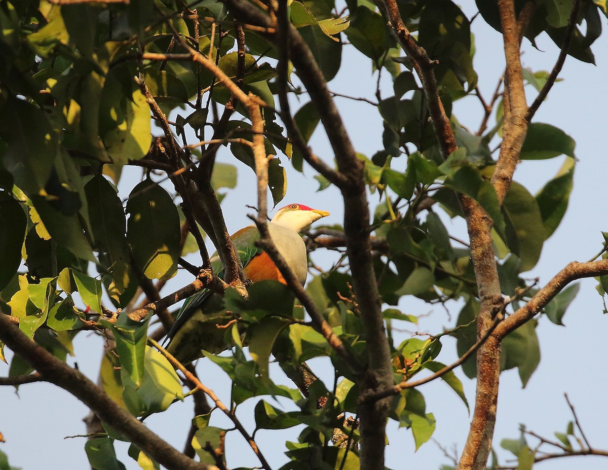 Wallace's Fruit-Dove - ML619716100