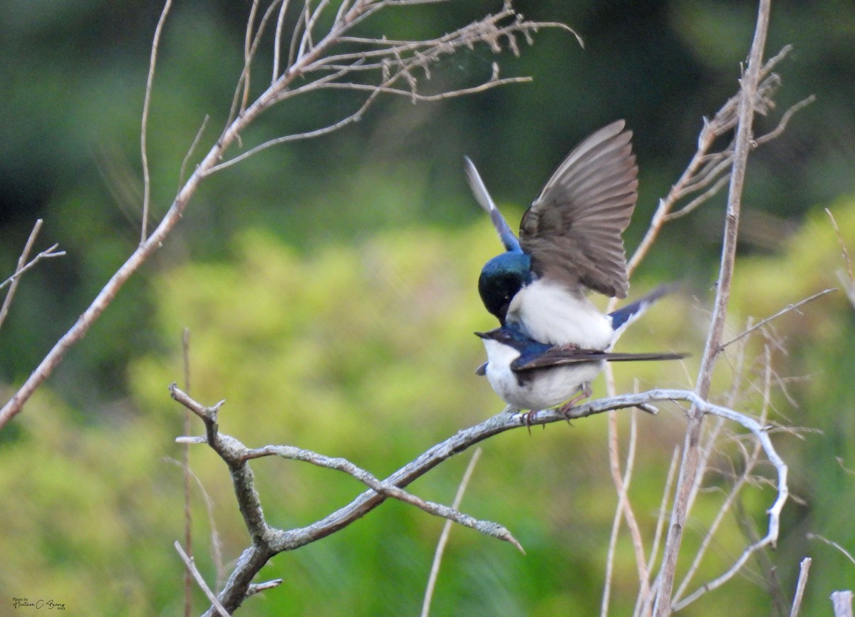 Tree Swallow - ML619716111