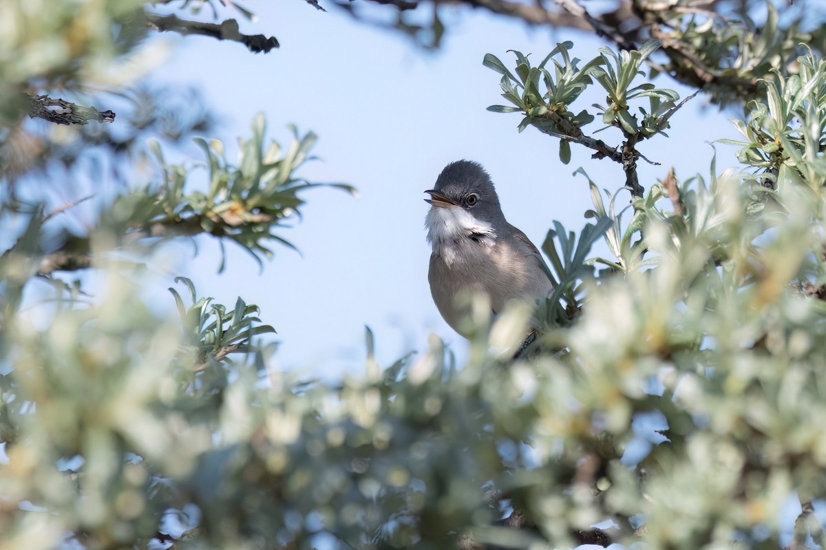 Greater Whitethroat - ML619716119