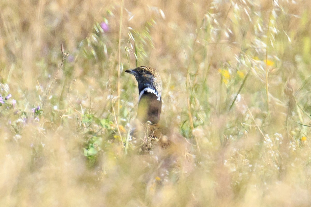 Little Bustard - ML619716134