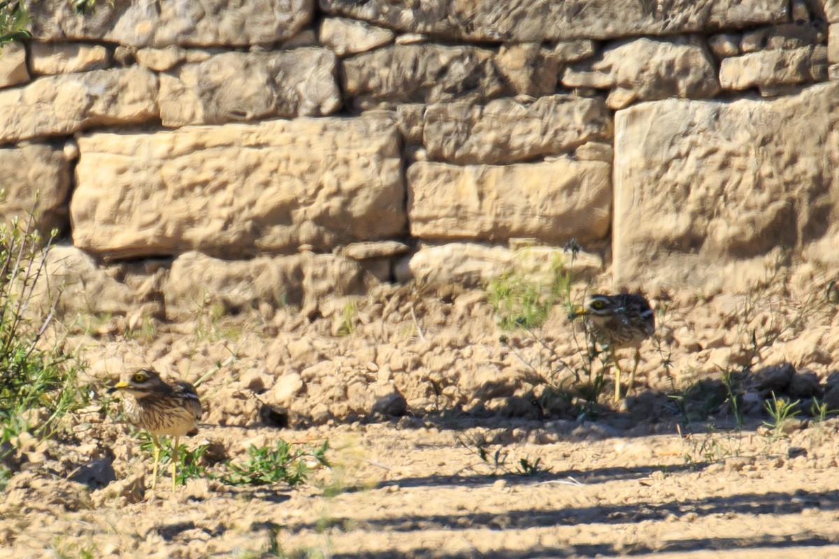 Eurasian Thick-knee - ML619716144