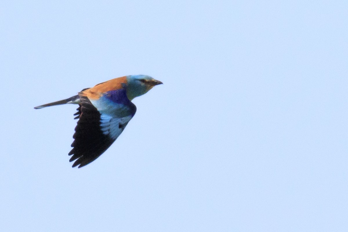 European Roller - ML619716148