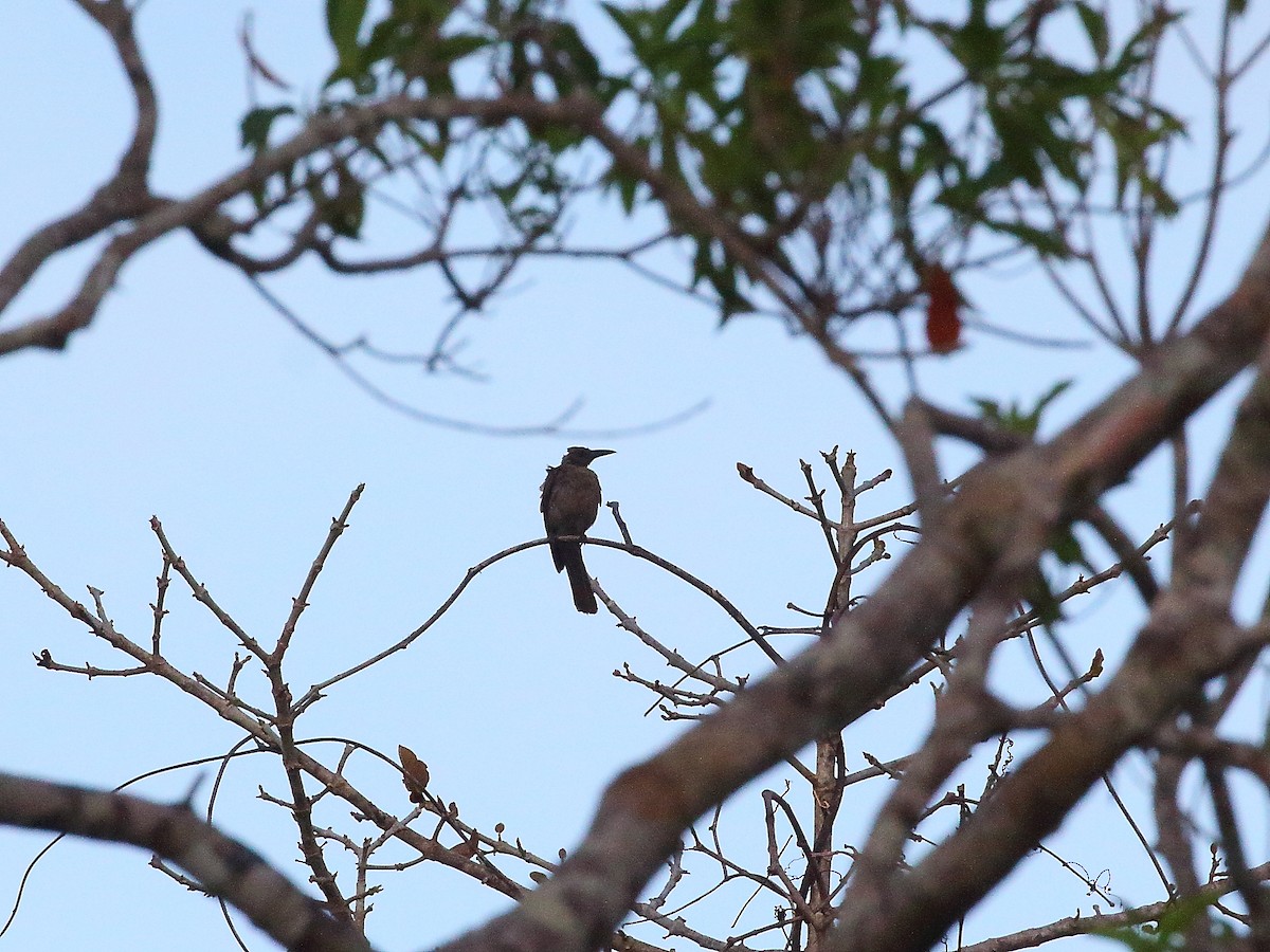 Tanimbar Oriole - ML619716151