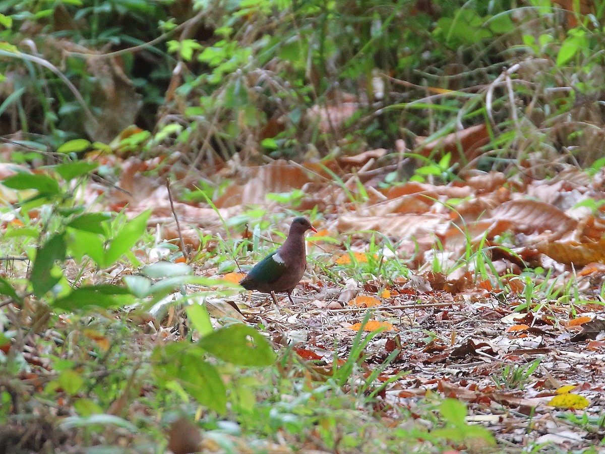 Pacific Emerald Dove - ML619716160