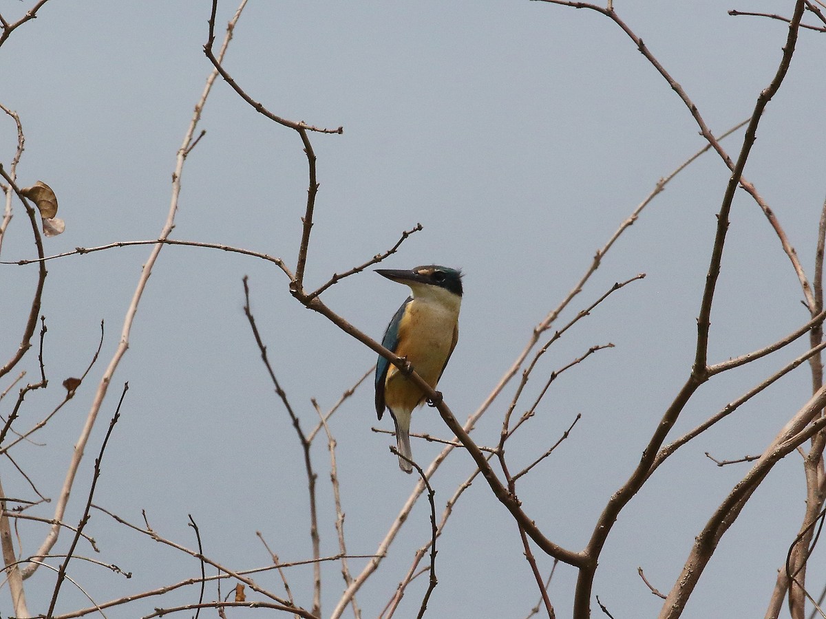 Sacred Kingfisher - ML619716164