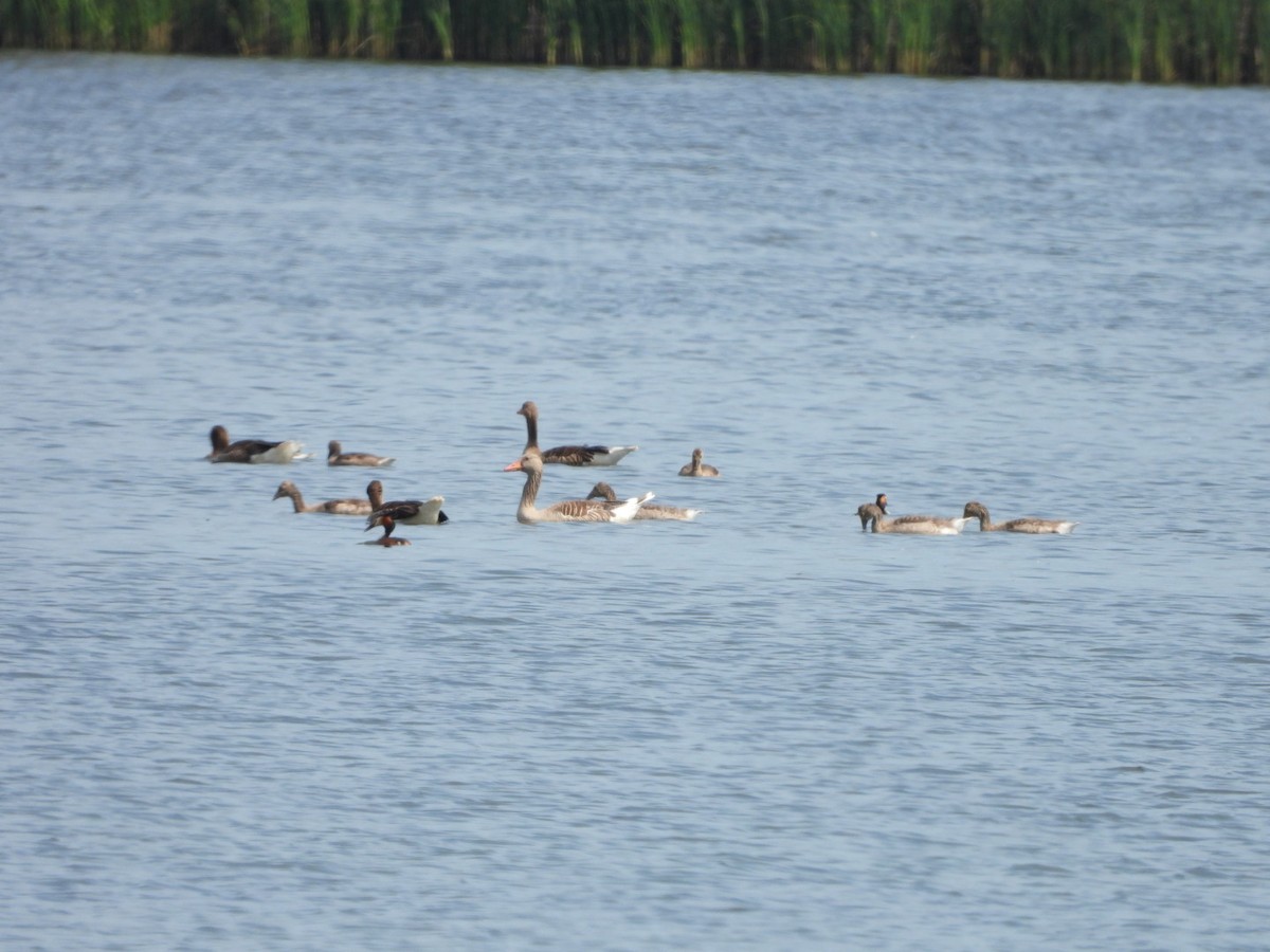 Graylag Goose - ML619716184