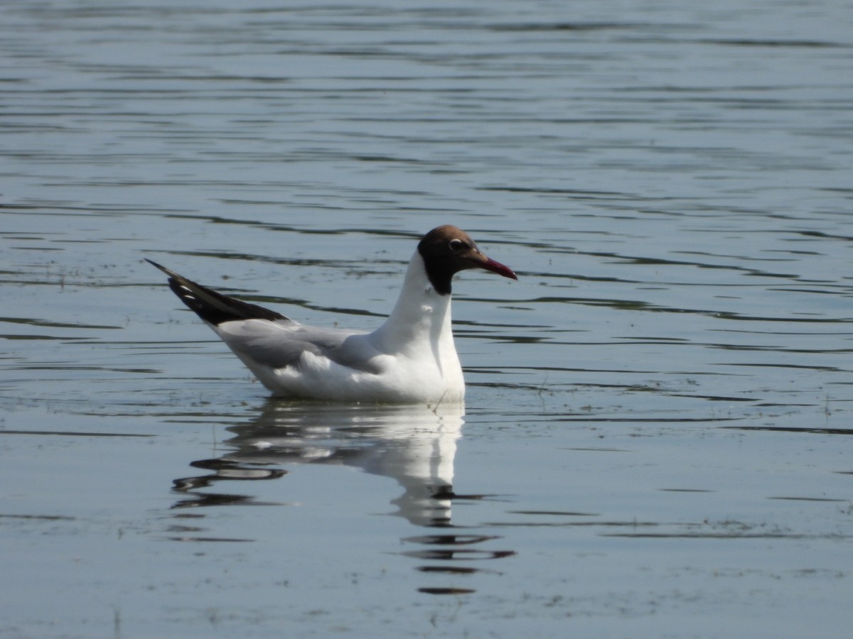 Black-headed Gull - ML619716186