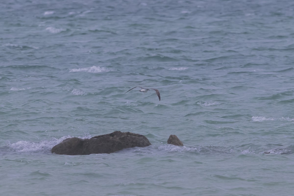 Laughing Gull - ML619716194