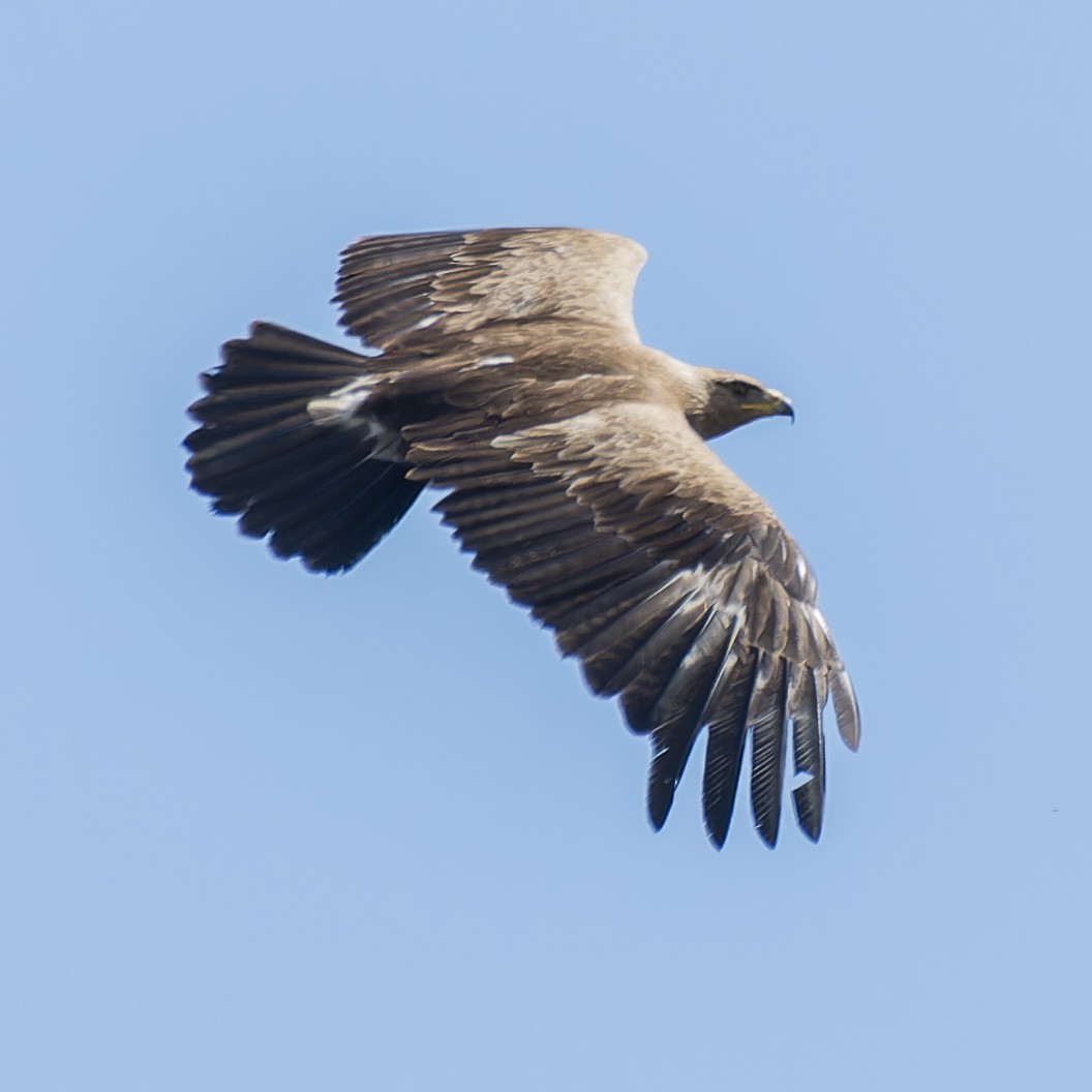Lesser Spotted Eagle - ML619716200