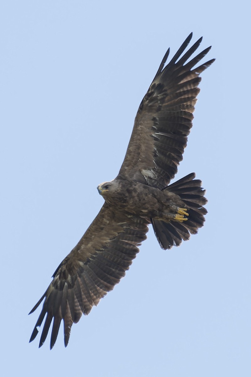 Lesser Spotted Eagle - ML619716201
