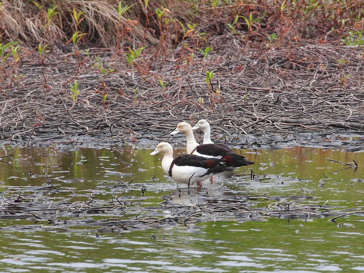 Radjah Shelduck - ML619716209