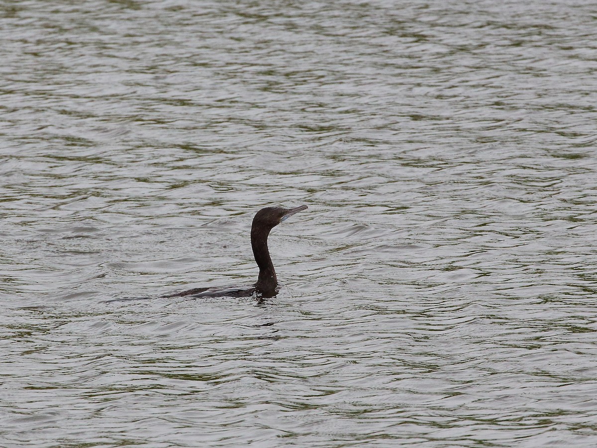 Little Black Cormorant - ML619716210