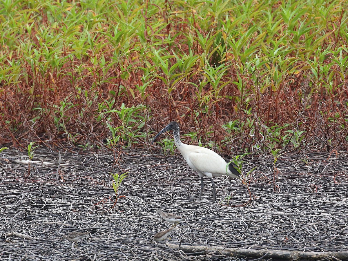 Ibis à cou noir - ML619716212