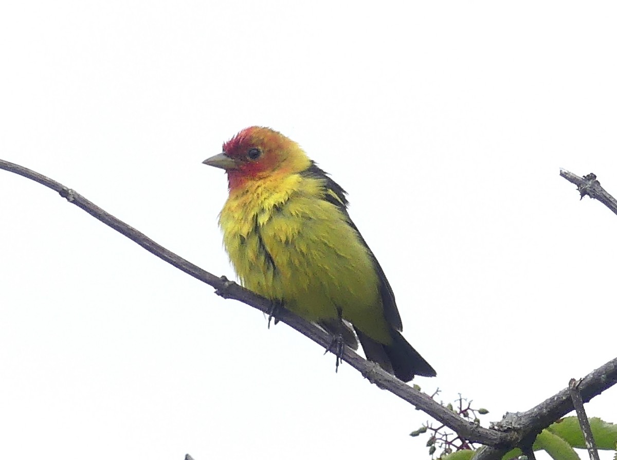 Western Tanager - ML619716250