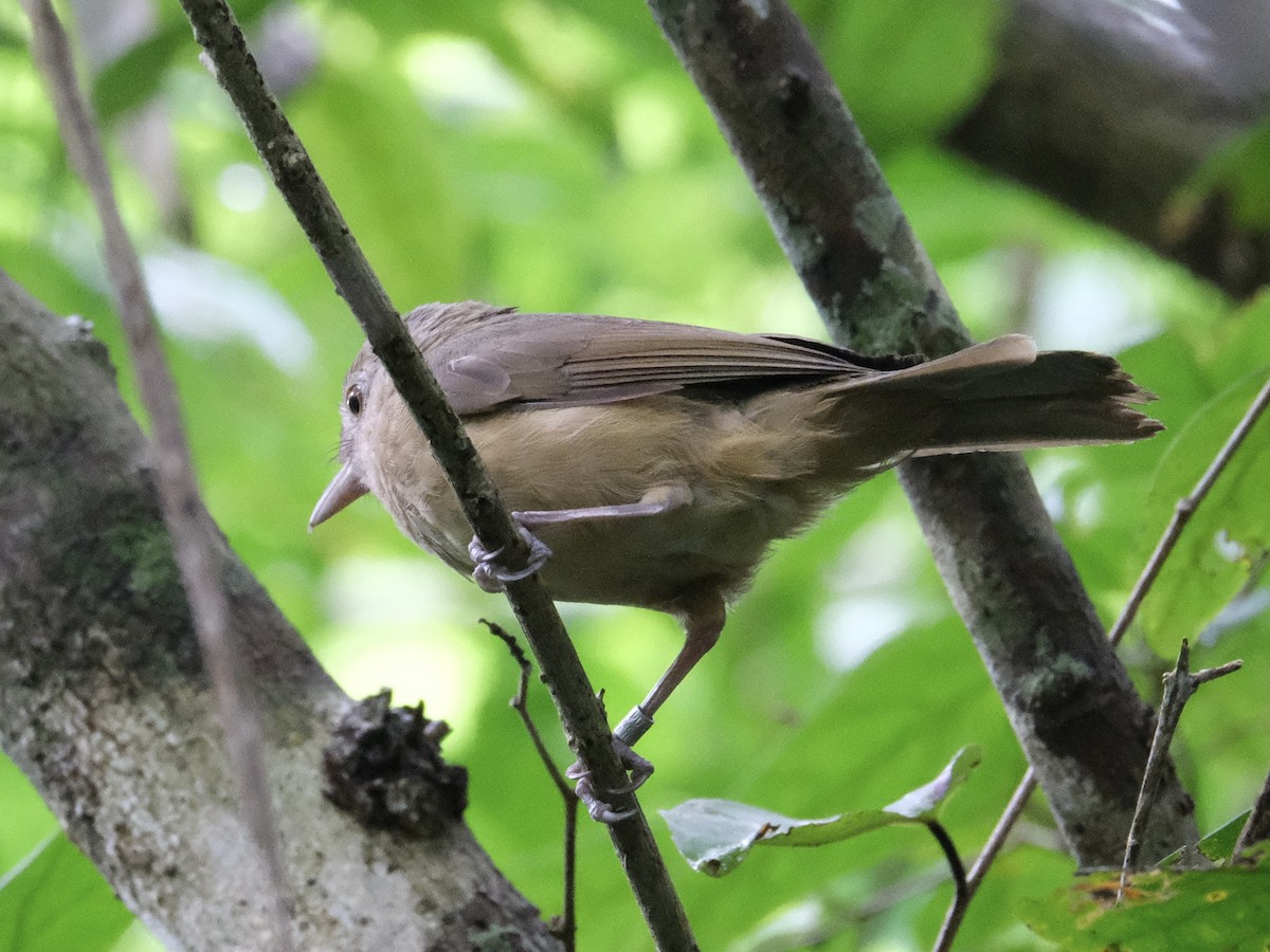 Rufous Shrikethrush - ML619716252